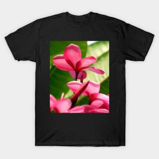 flowers-dress-lei-frangipani-floral-red-petals-shirtyshirto-45 T-Shirt